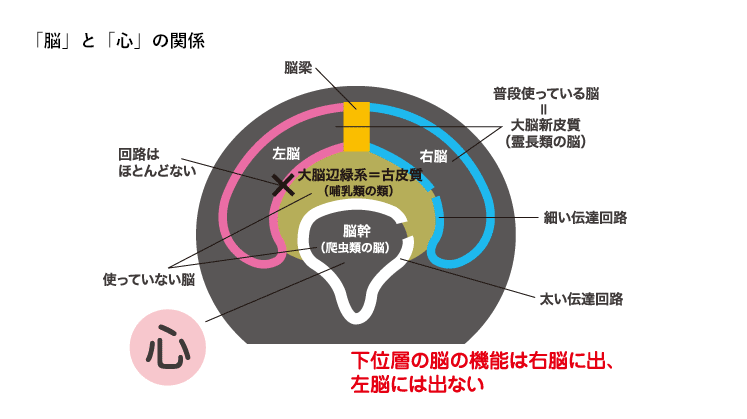 「脳」と「心」の関係