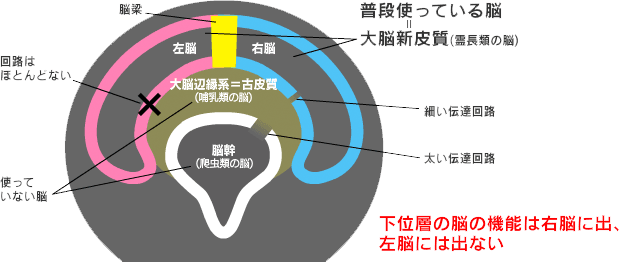 脳の構造