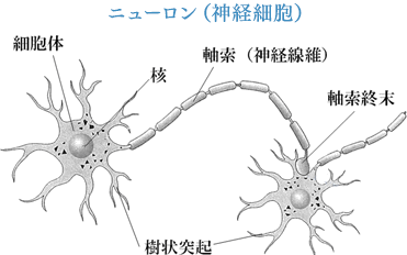 ニューロン(神経細胞)