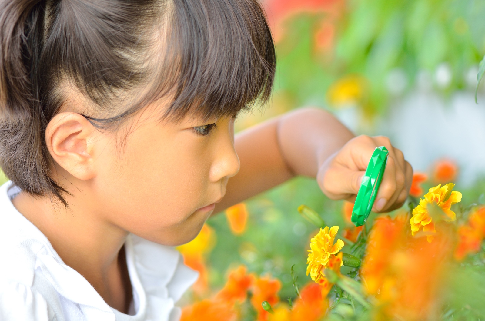 1年生・2年生必見！小学生低学年のための夏休み自由研究ヒント集